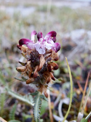 Image of Pedicularis sudetica by (c) Sue Carnahan, some rights reserved (CC BY)
