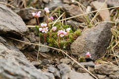 Androsace laggeri, photograph (c) Dr. Sven Gippner, some rights reserved (CC BY)