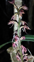 Image of Bulbophyllum reflexiflorum