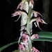 Bulbophyllum reflexiflorum - Photo (c) Landy Rita, some rights reserved (CC BY-NC), uploaded by Landy Rita