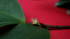 Erythroxylum mikanii