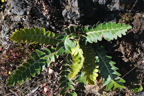Asplenium aureum (Asplenium aureum)