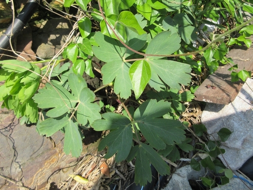 Peucedanum japonicum iNat (2)