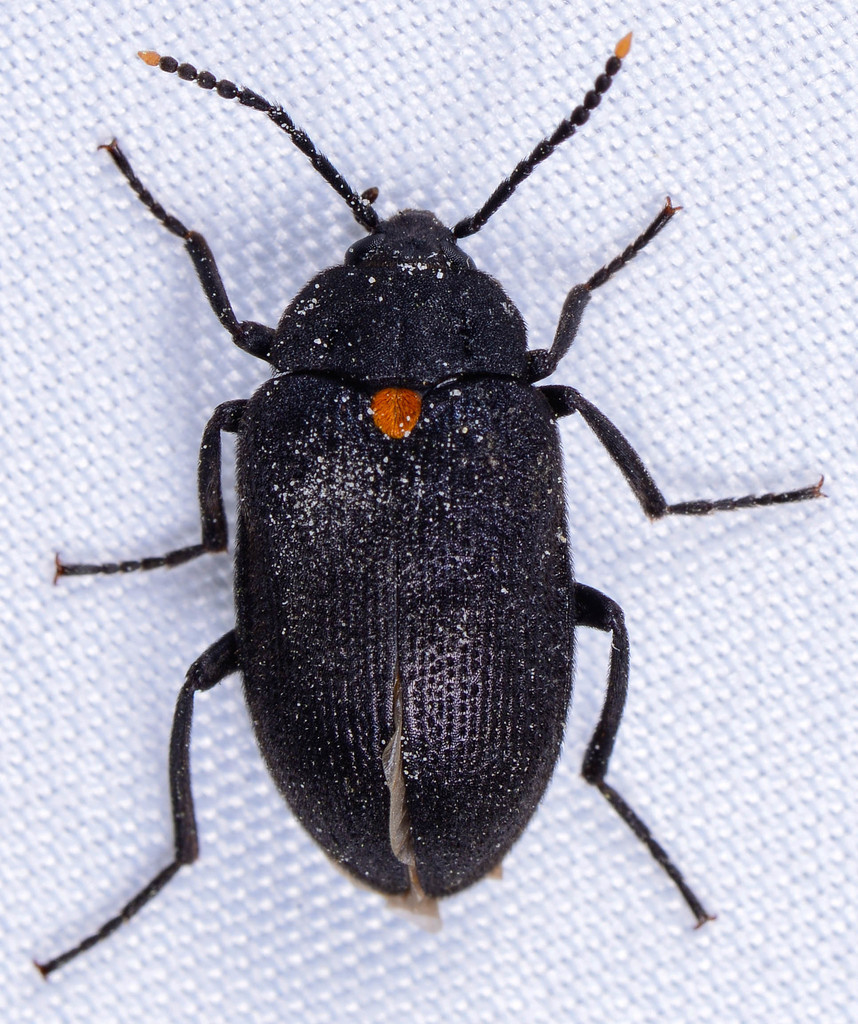 Darkling Beetles and Allies