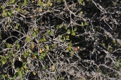 Quercus john-tuckeri