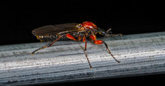Bibio articulatus