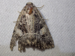 Condica macrosema