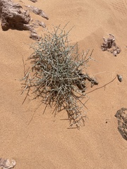 Rhanterium epapposum, photograph (c) Chase Mathey, some rights reserved (CC BY)