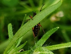 Bibio articulatus