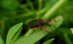 Bibio articulatus