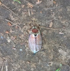 Melolontha hippocastani