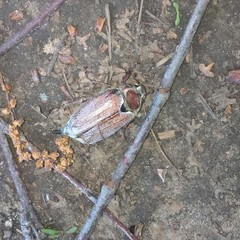 Melolontha hippocastani