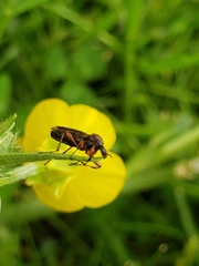 Bibio articulatus