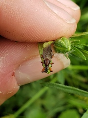 Bibio articulatus