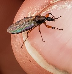 Bibio articulatus