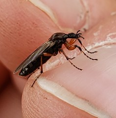 Bibio articulatus