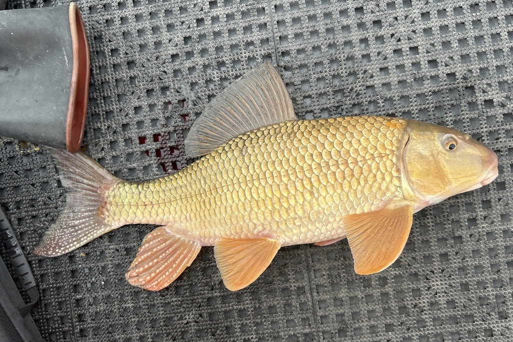 Silver Redhorse from Saint Marys River, Barbeau, MI, US on May 20, 2024 ...