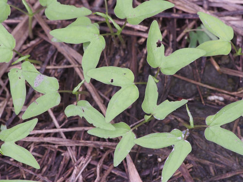 Ipomoea obscura