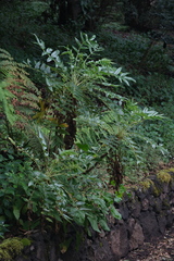 Bencomia sphaerocarpa, photograph (c) fmunoz, some rights reserved (CC BY)