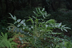 Bencomia sphaerocarpa, photograph (c) fmunoz, some rights reserved (CC BY)