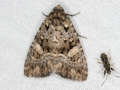 Condica macrosema