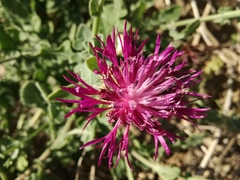 Centaurea sphaerocephala
