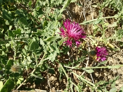 Centaurea sphaerocephala