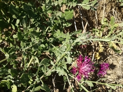Centaurea sphaerocephala