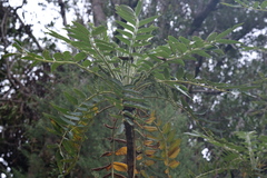 Bencomia sphaerocarpa, photograph (c) fmunoz, some rights reserved (CC BY)