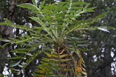 Bencomia sphaerocarpa