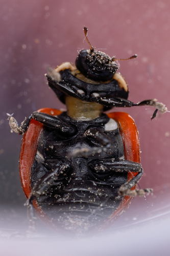 Coccinella magnifica nuotrauka