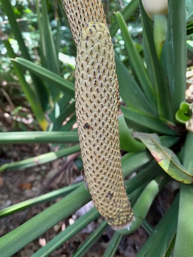 Monstera adansonii