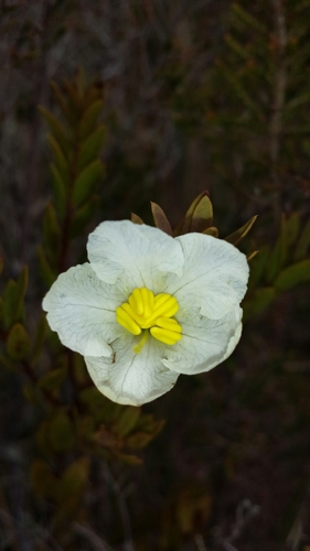 Rhaphispermum gerardioides image