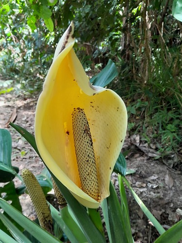 Monstera adansonii