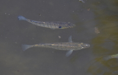 Fundulus similis