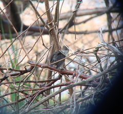 Urosphena squameiceps