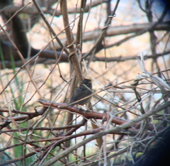 Urosphena squameiceps