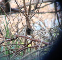 Urosphena squameiceps