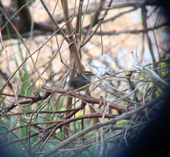 Urosphena squameiceps