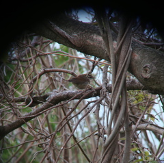 Urosphena squameiceps