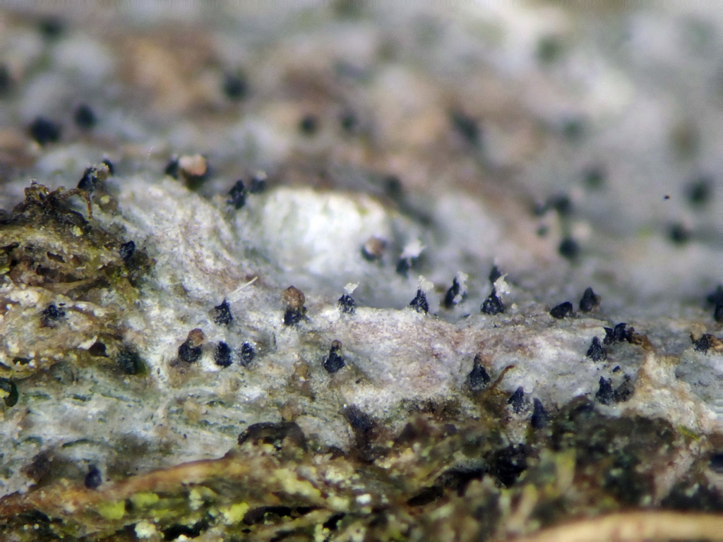 Anisomeridium polypori