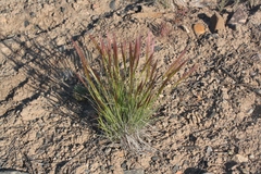 Elymus multisetus