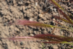 Elymus multisetus