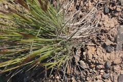 Elymus multisetus