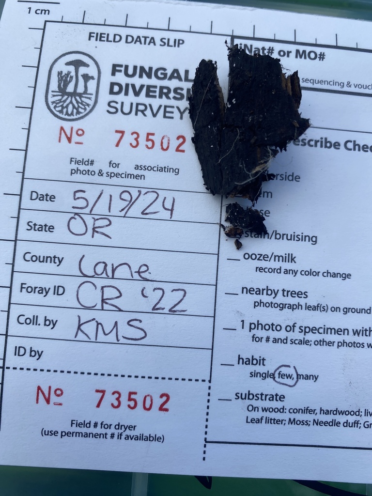 Flagelloscypha sp. 'PA02'