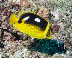 Chaetodon quadrimaculatus