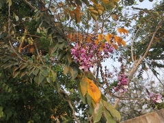 Lonchocarpus longistylus