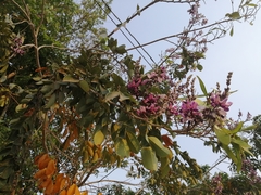 Lonchocarpus longistylus