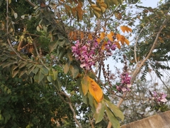 Lonchocarpus longistylus