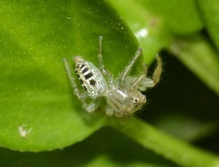 Thyene coccineovittata